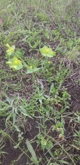 Sesbania cannabina