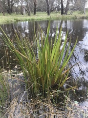 Philydrum lanuginosum