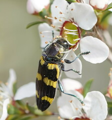 Castiarina rectifasciata