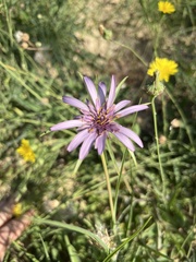 Tragopogon eriospermus