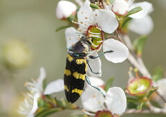 Castiarina rectifasciata