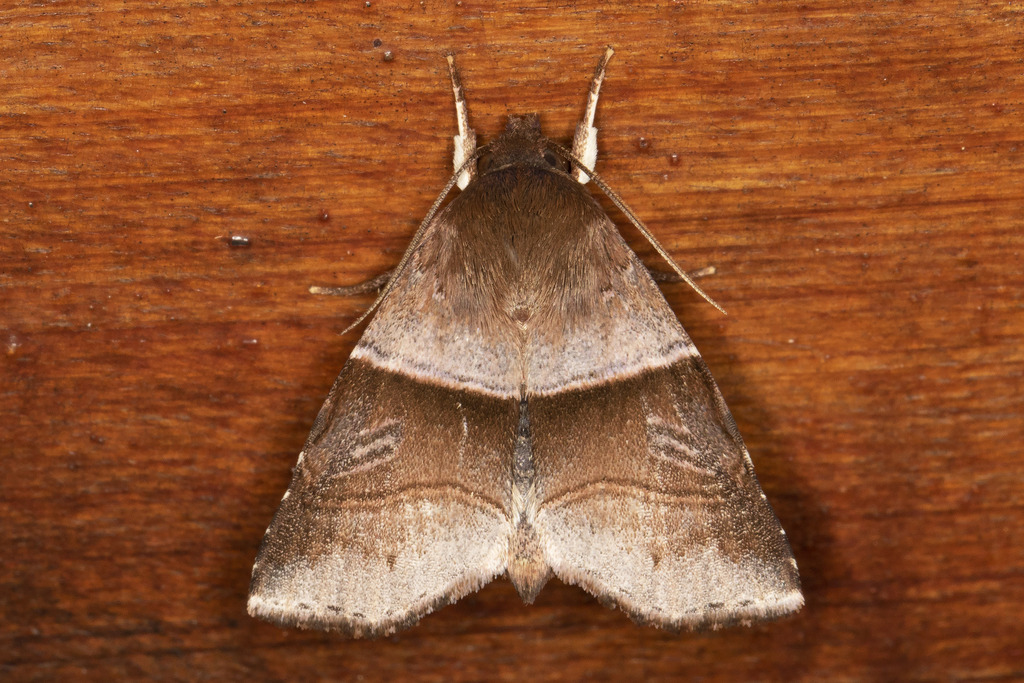 Phuphena transversa