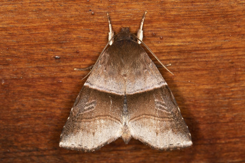 Phuphena transversa