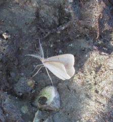 Isturgia penthearia
