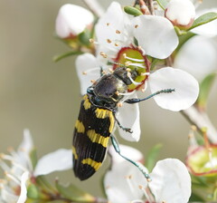 Castiarina rectifasciata