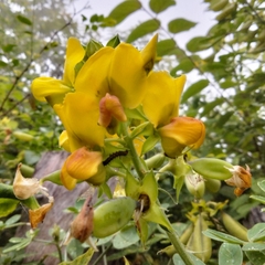 Crotalaria grahamiana
