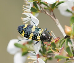 Castiarina rectifasciata