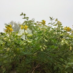 Crotalaria grahamiana