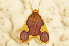 Trichromia