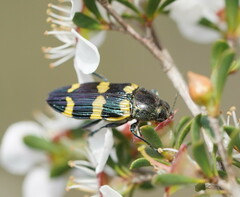 Castiarina rectifasciata