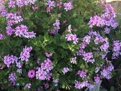 Pelargonium × hybridum