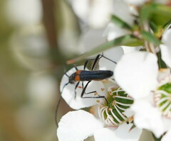 Oroderes humeralis