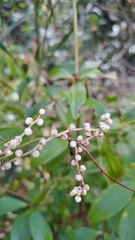 Dioscorea transversa