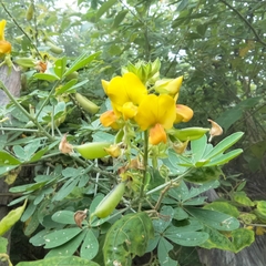 Crotalaria grahamiana