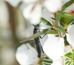 Oroderes humeralis