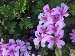 Pelargonium × hybridum