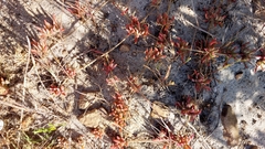 Mesembryanthemum canaliculatum