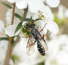 Diamma bicolor