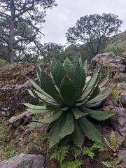 Agave guadalajarana