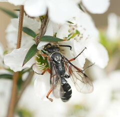 Diamma bicolor
