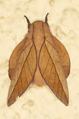 Ceratocampinae