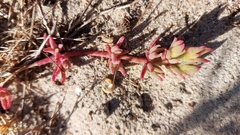 Mesembryanthemum canaliculatum