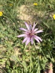Tragopogon eriospermus