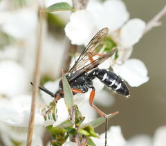 Diamma bicolor