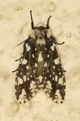 Phaegopterina