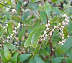 Dioscorea transversa