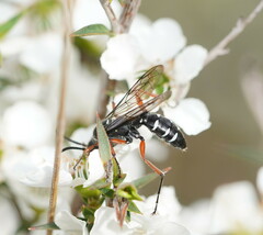 Diamma bicolor