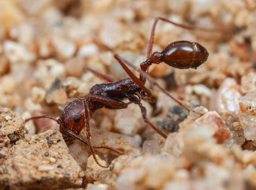 Ocymyrmex robustiorOcymyrmex robustior
