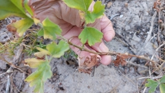 Pelargonium gibbosum