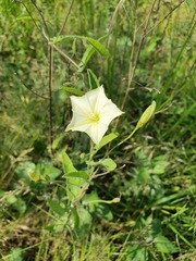 Convolvulus