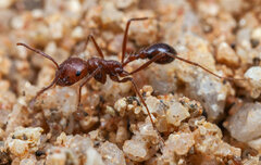 Ocymyrmex robustior