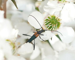 Oroderes humeralis