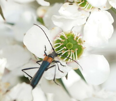 Oroderes humeralis