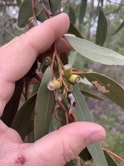 Eucalyptus
