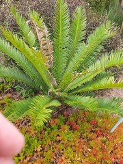Encephalartos senticosus