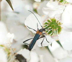 Oroderes humeralis