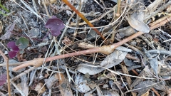 Pelargonium gibbosum