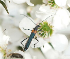 Oroderes humeralis