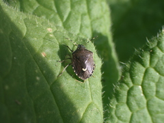 Holcostethus sphacelatus