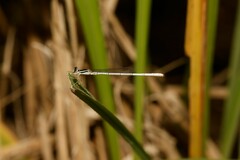Agriocnemis argentea