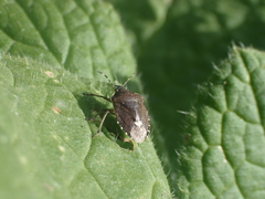 Holcostethus sphacelatus