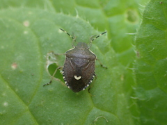 Holcostethus sphacelatus