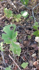 Pelargonium gibbosum