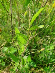 Convolvulus