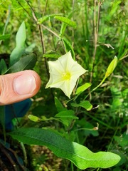Convolvulus