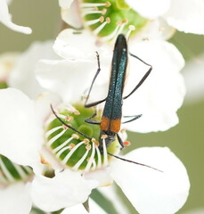 Oroderes humeralis